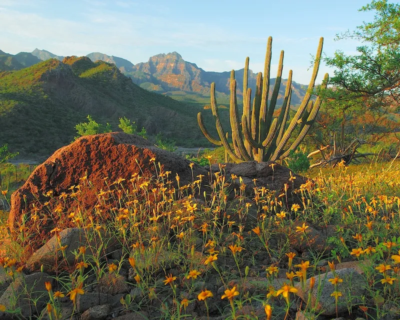 Sierra La Giganta Blooming Desert Nopolo National Park