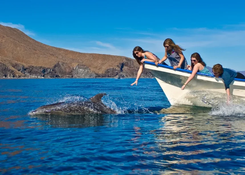 Isla Coronados Playful Dolphins Boating Tour