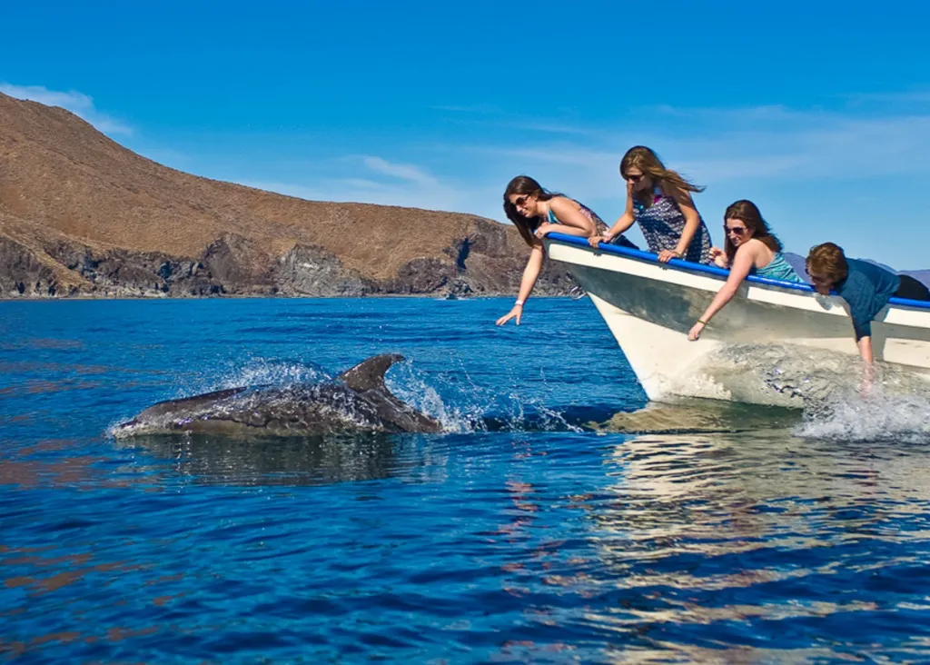Isla Coronados Playful Dolphins Boating Tour