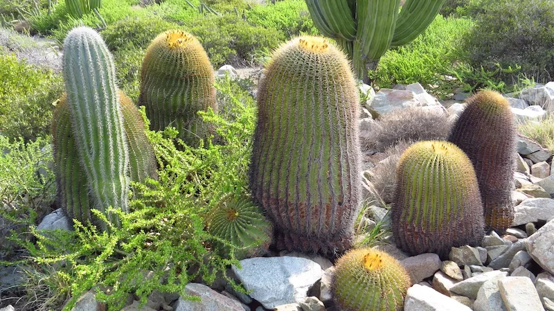 Isla Catalana Giant Biznaga Cactus one of many endemic Species at Loreto Bay National Park