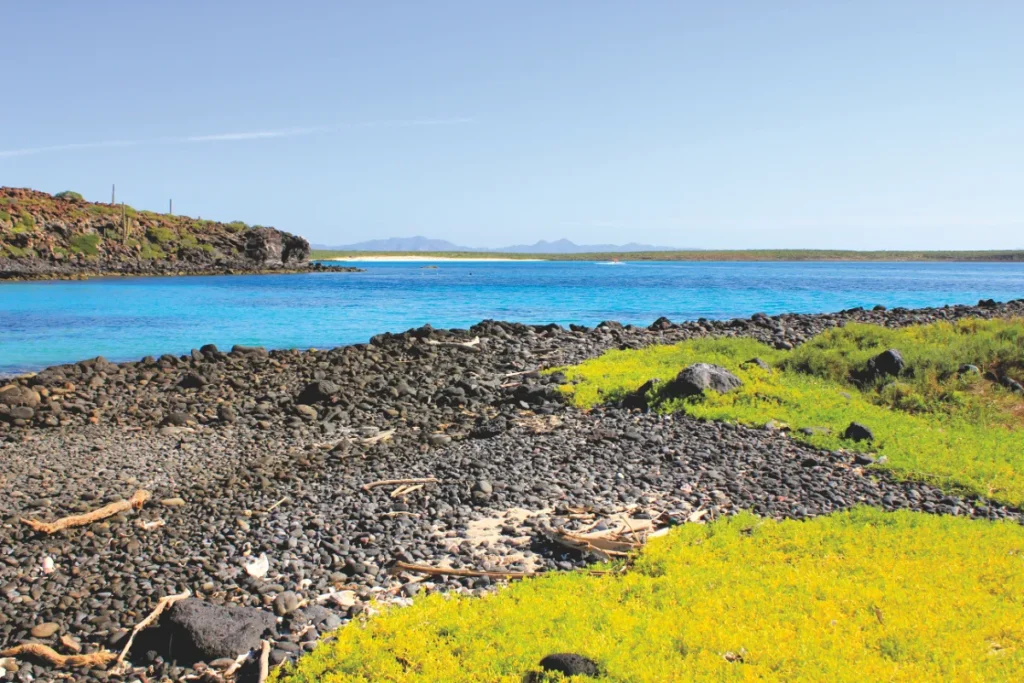 Black Lava Rock beach in Isla Coronados blue turquoise water and green vegetation