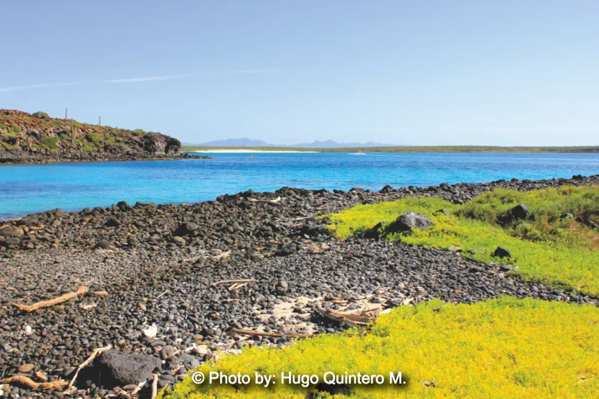Black Lava Rock beach in Isla Coronados blue turquoise water and green vegetation