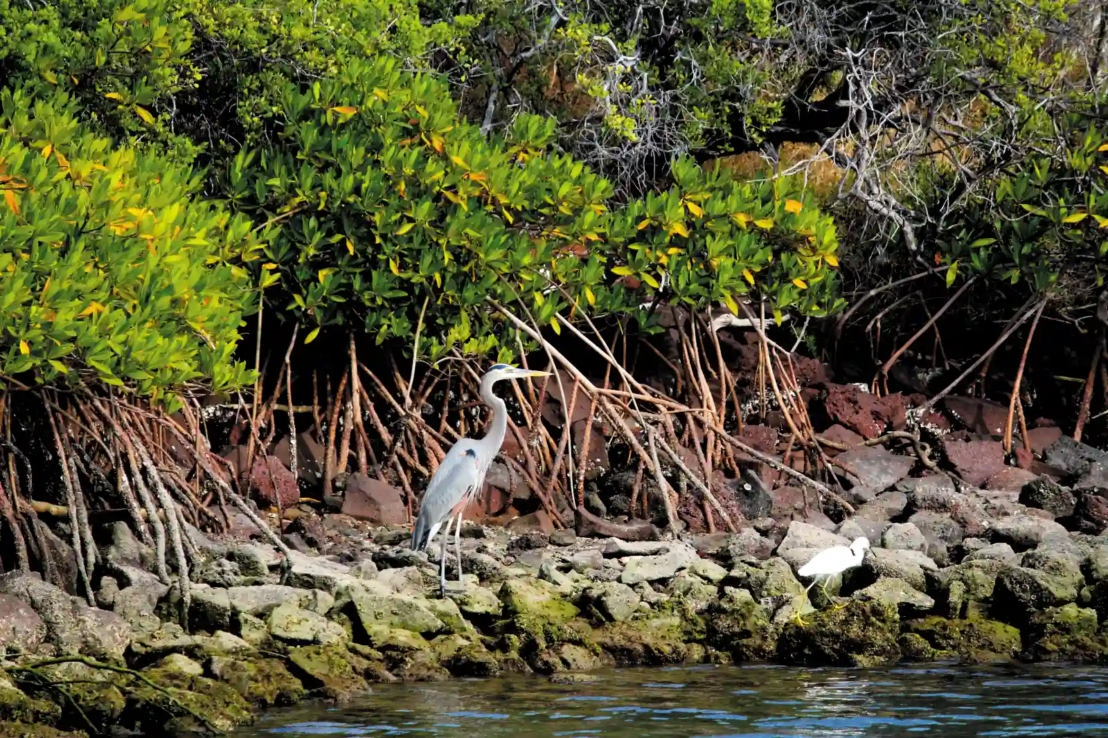 Mangrove Forest hiking the Islands of Loreto Bay National Park