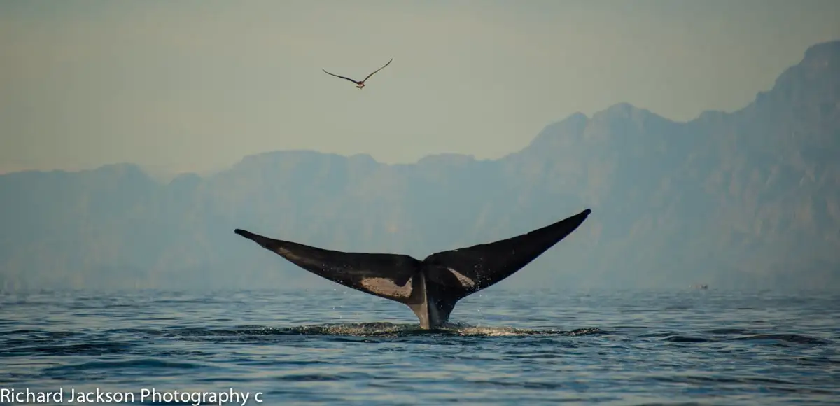 Blue whales are a seasonal attraction in Loreto Bay National Park.