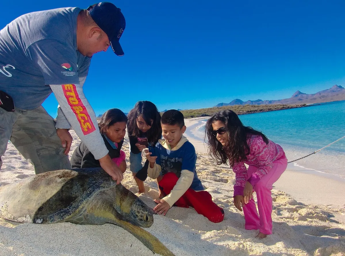 Sustainable Travel in Loreto: Sea turtle monitoring at Isla Coronado