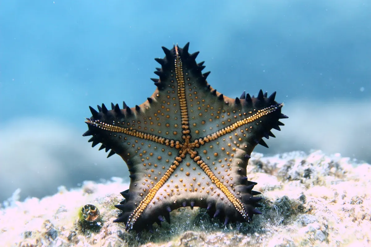 Sustainable Travel in Loreto: A Starfish at rocky reefs