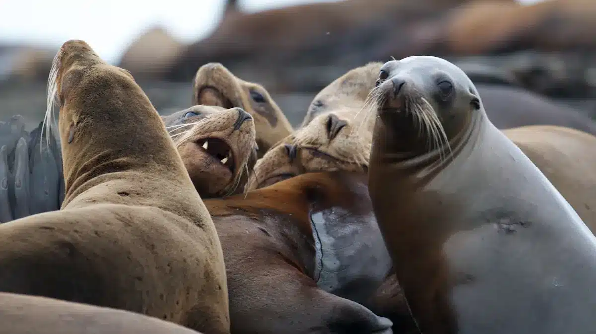 A group of sea lions resting together