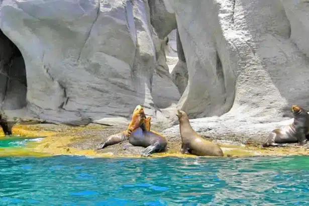 Sea lions resting at Coronados Island Lava Rocks in the Loreto Bay National Park