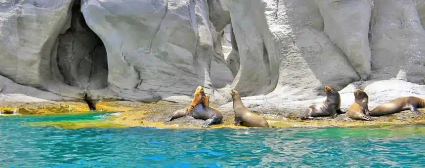 Sea lions resting at Coronados Island Lava Rocks in the Loreto Bay National Park